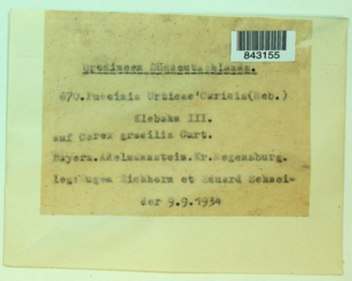 Puccinia urticae-caricis image